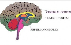 lizardbrain